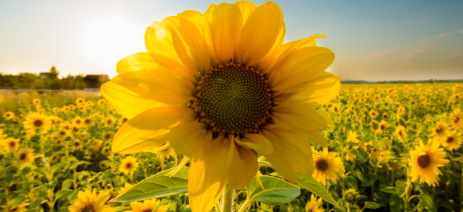 A tall yellow sunflower in the foreground on a sunny day, with a field of sunflowers behind it.